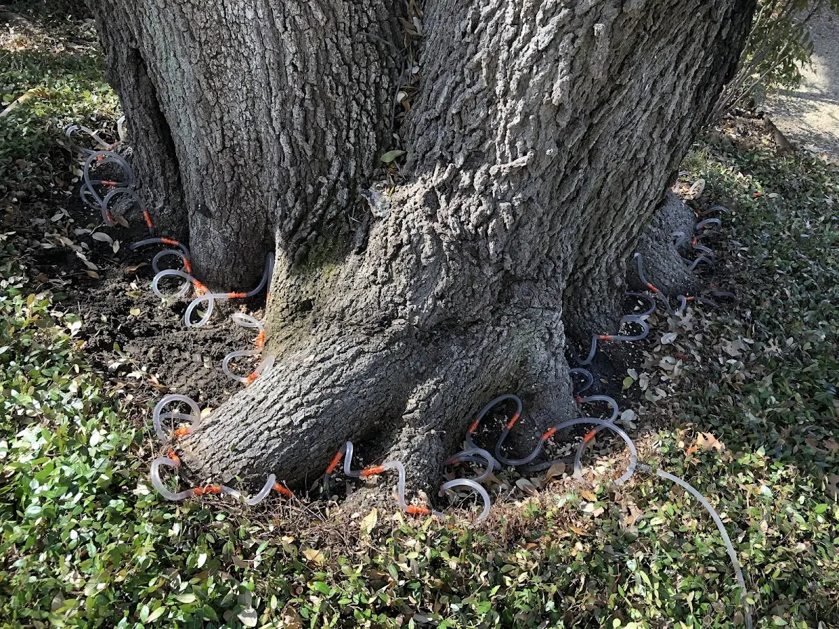 Detailed Tree Cabling and Bracing job site in Stoddard