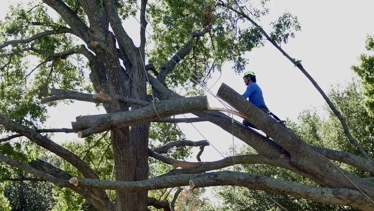 Professional Hazardous Tree Removal performed by certified arborists in Stoddard
